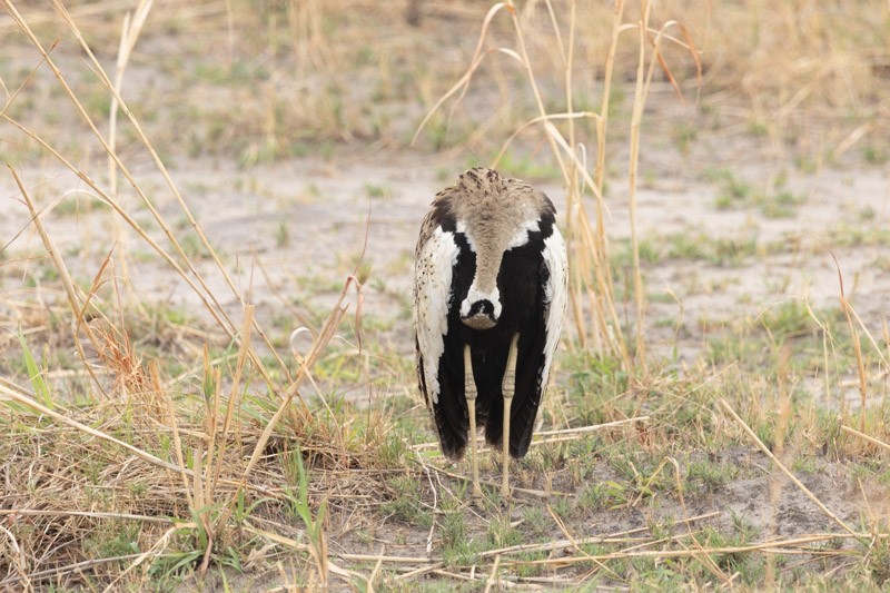 Black-bellied Bustard - ML626205801