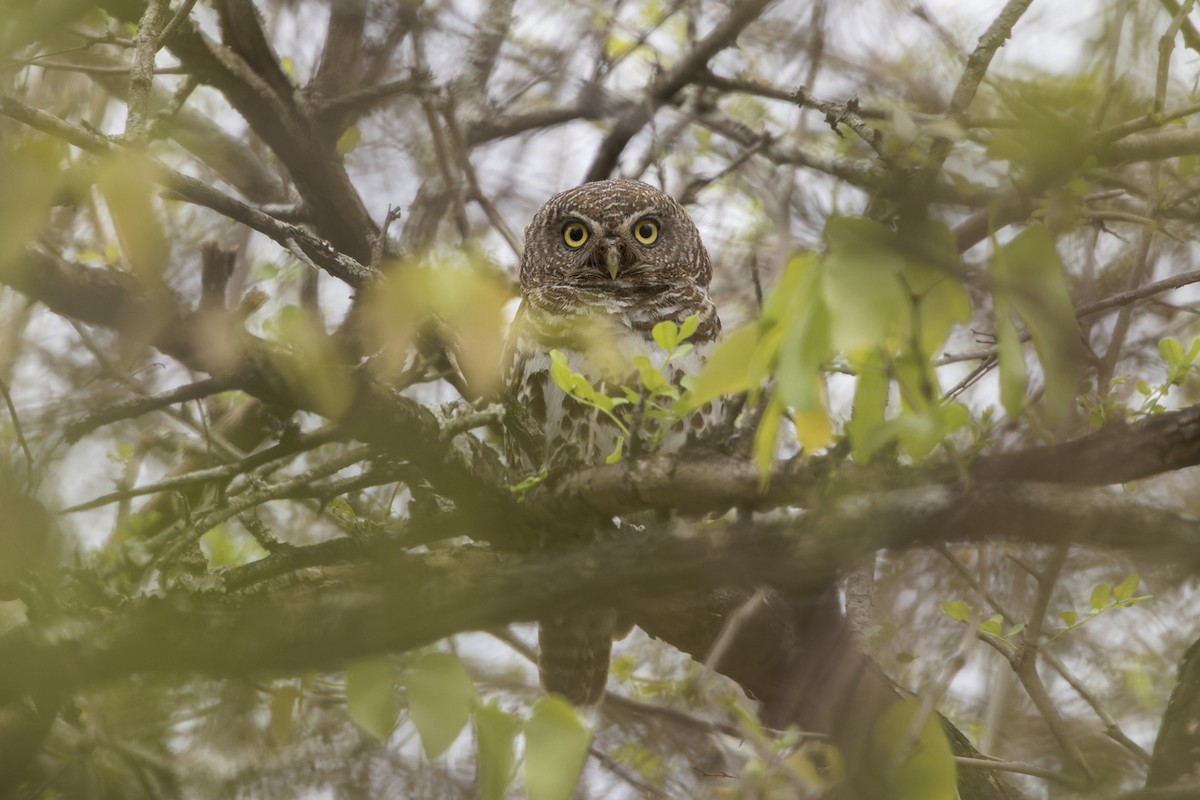 African Barred Owlet - ML626205838