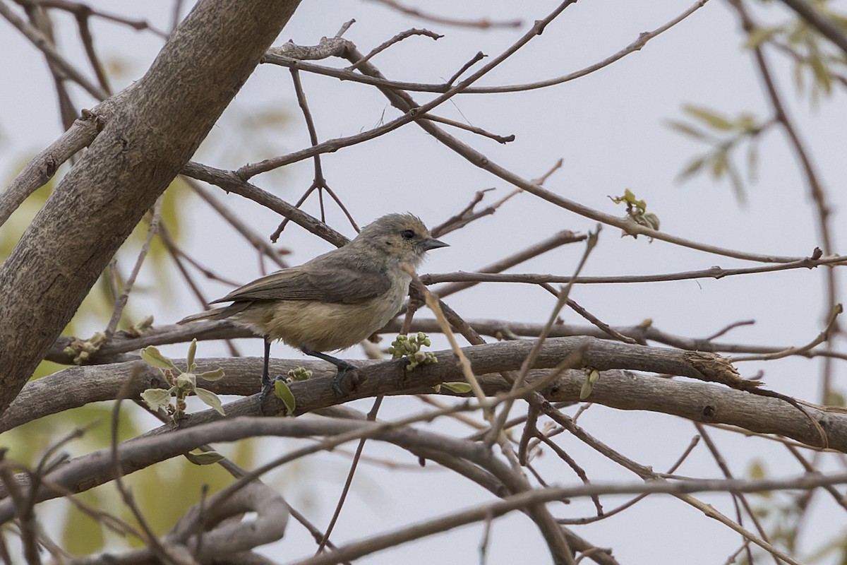 African Penduline-Tit - ML626205885