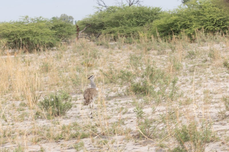 Kori Bustard - ML626205892