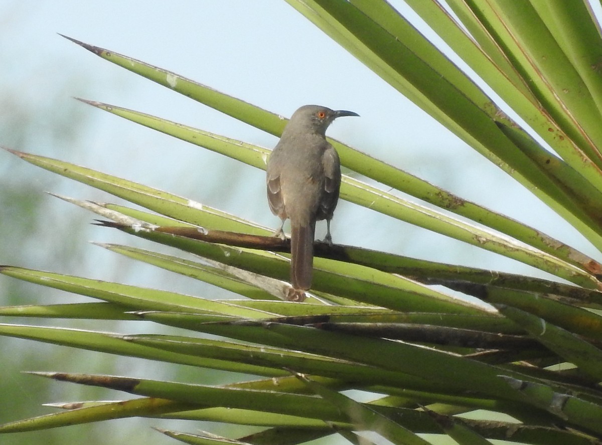 Curve-billed Thrasher - ML626206014