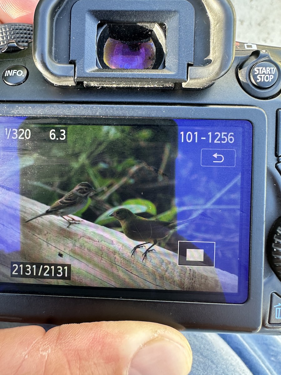 Clay-colored Sparrow - ML626206020