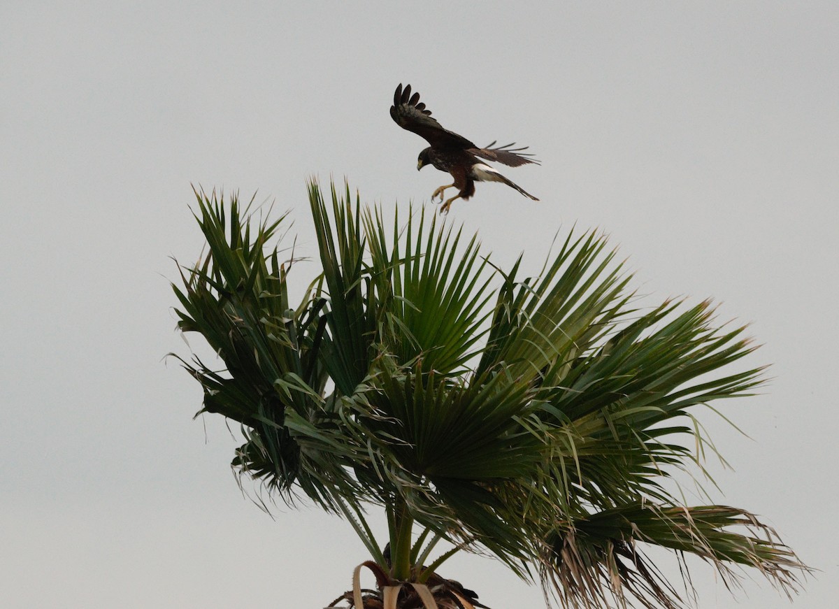 Harris's Hawk - ML626206056