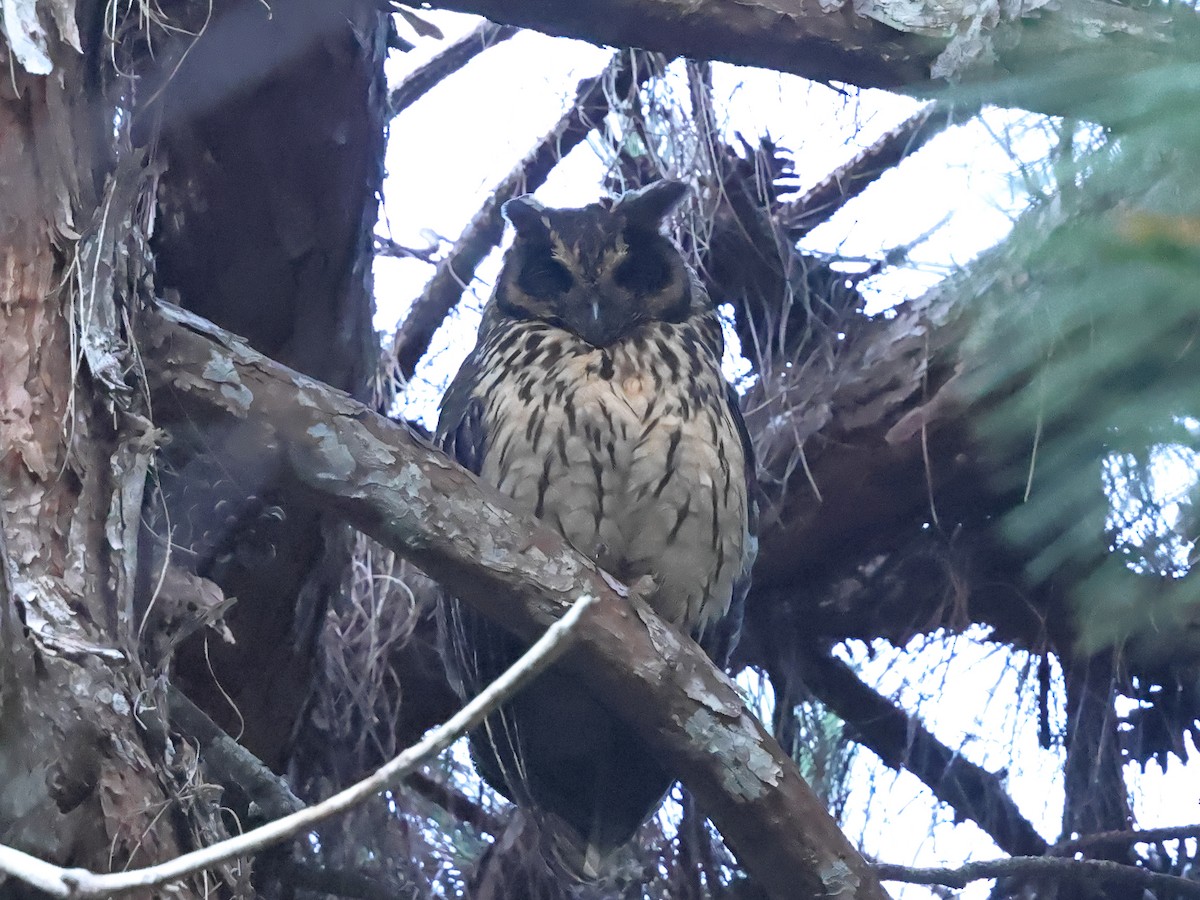 Madagascar Owl - ML626206230