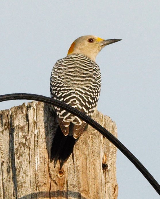 Golden-fronted Woodpecker - ML626206450