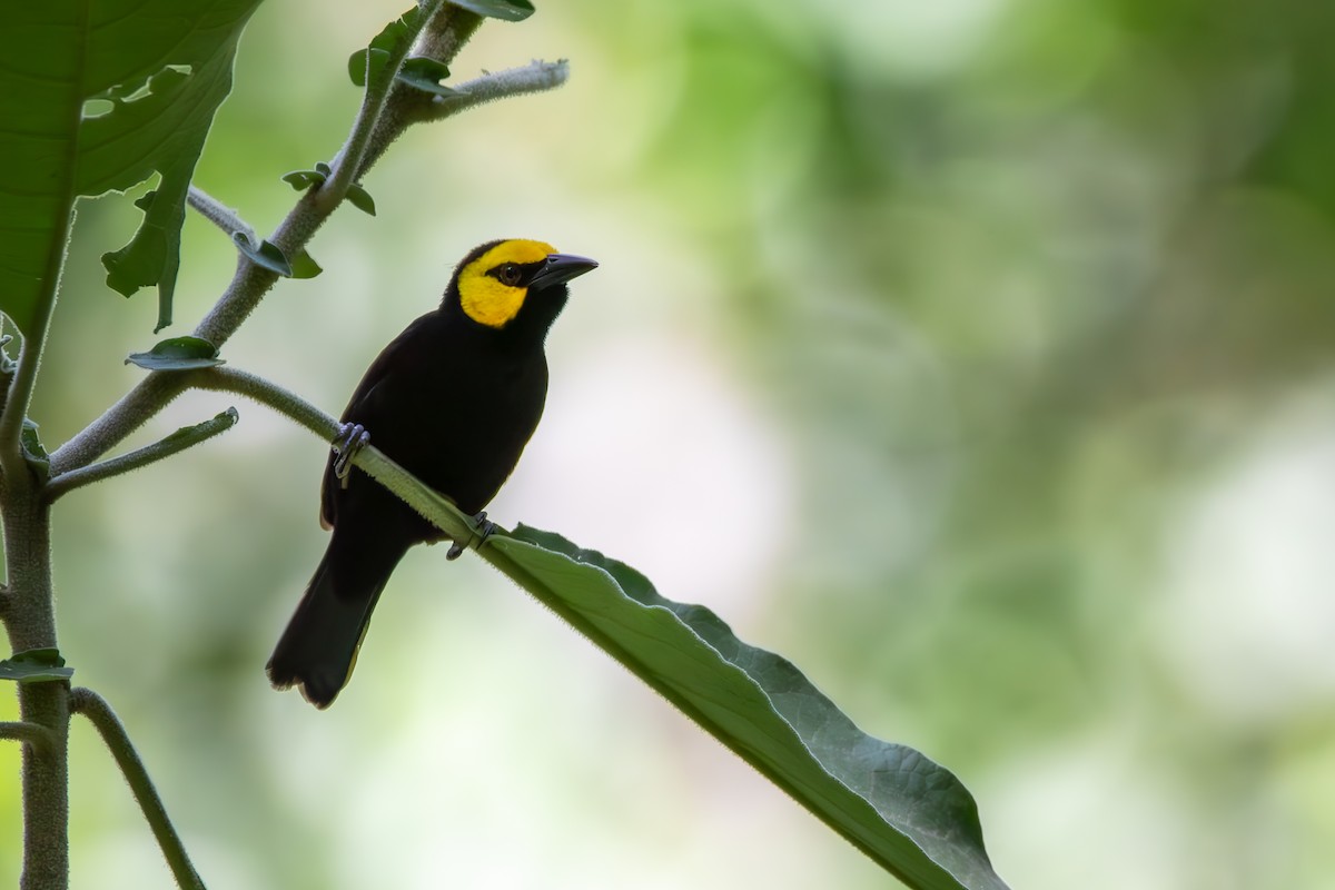 Black-billed Weaver - ML626206474