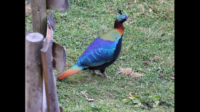 Himalayan Monal - ML626206938