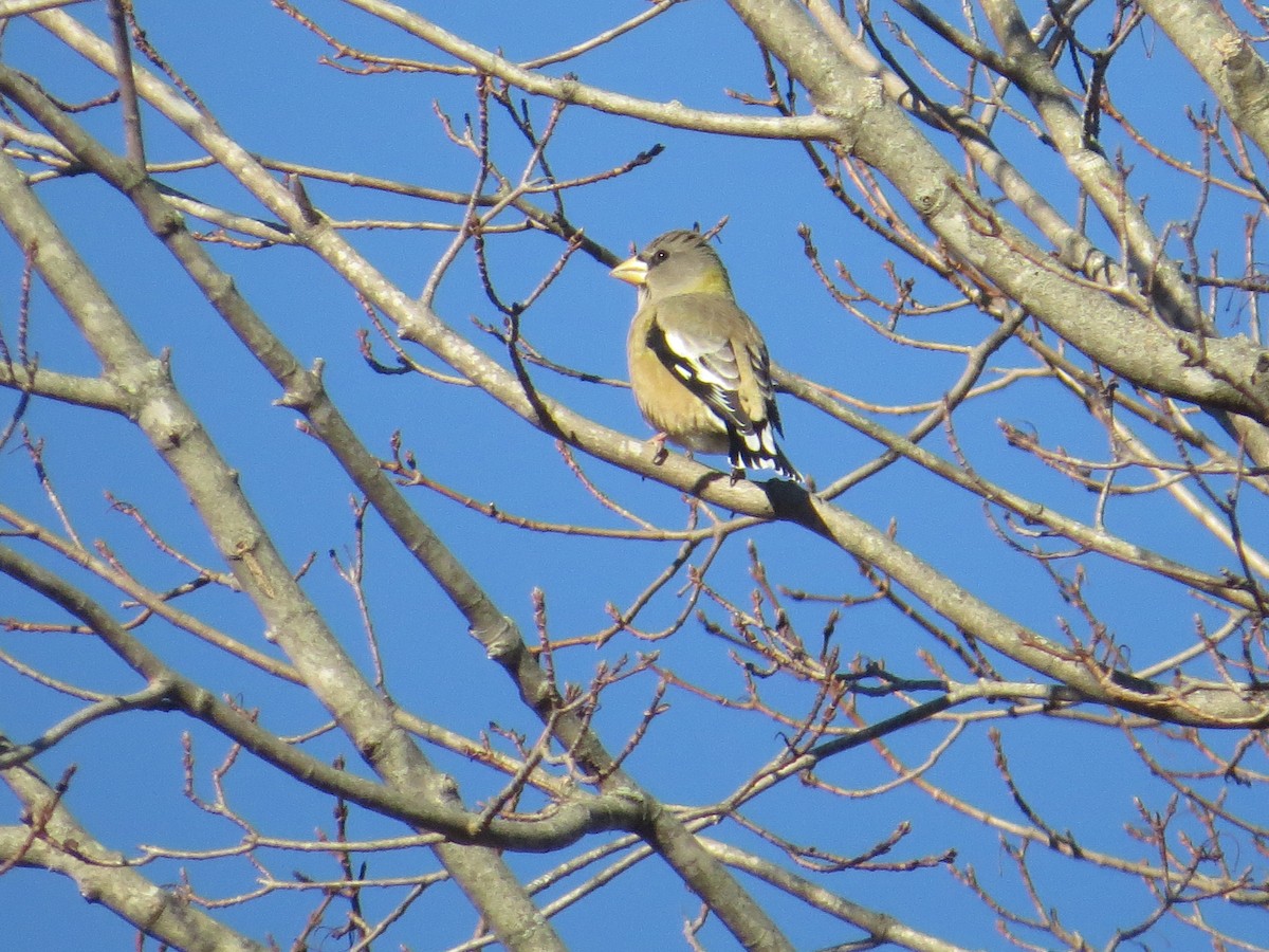 Evening Grosbeak - ML626207625