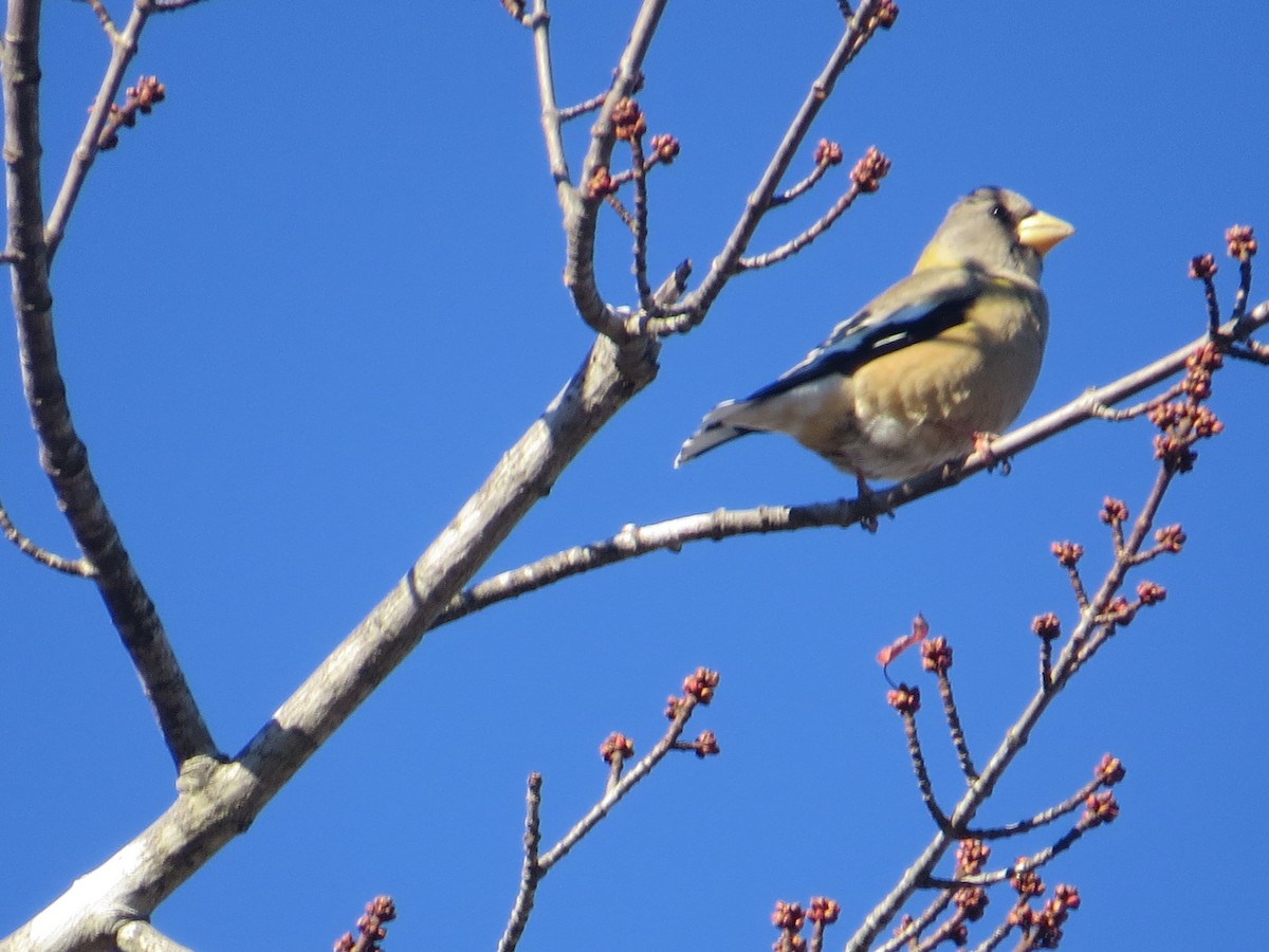 Evening Grosbeak - ML626207629