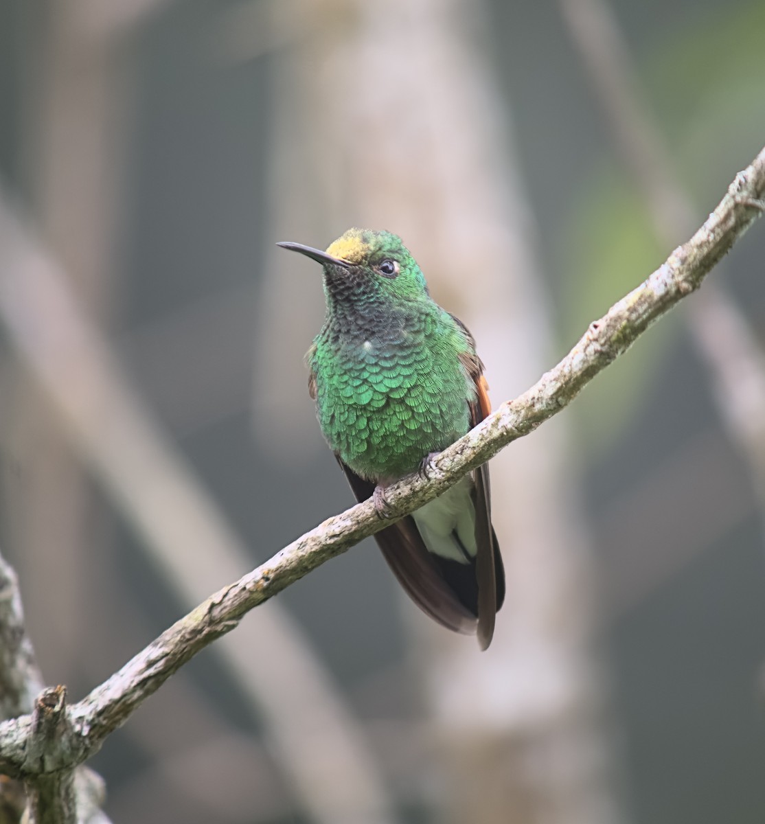 Stripe-tailed Hummingbird - ML626207683