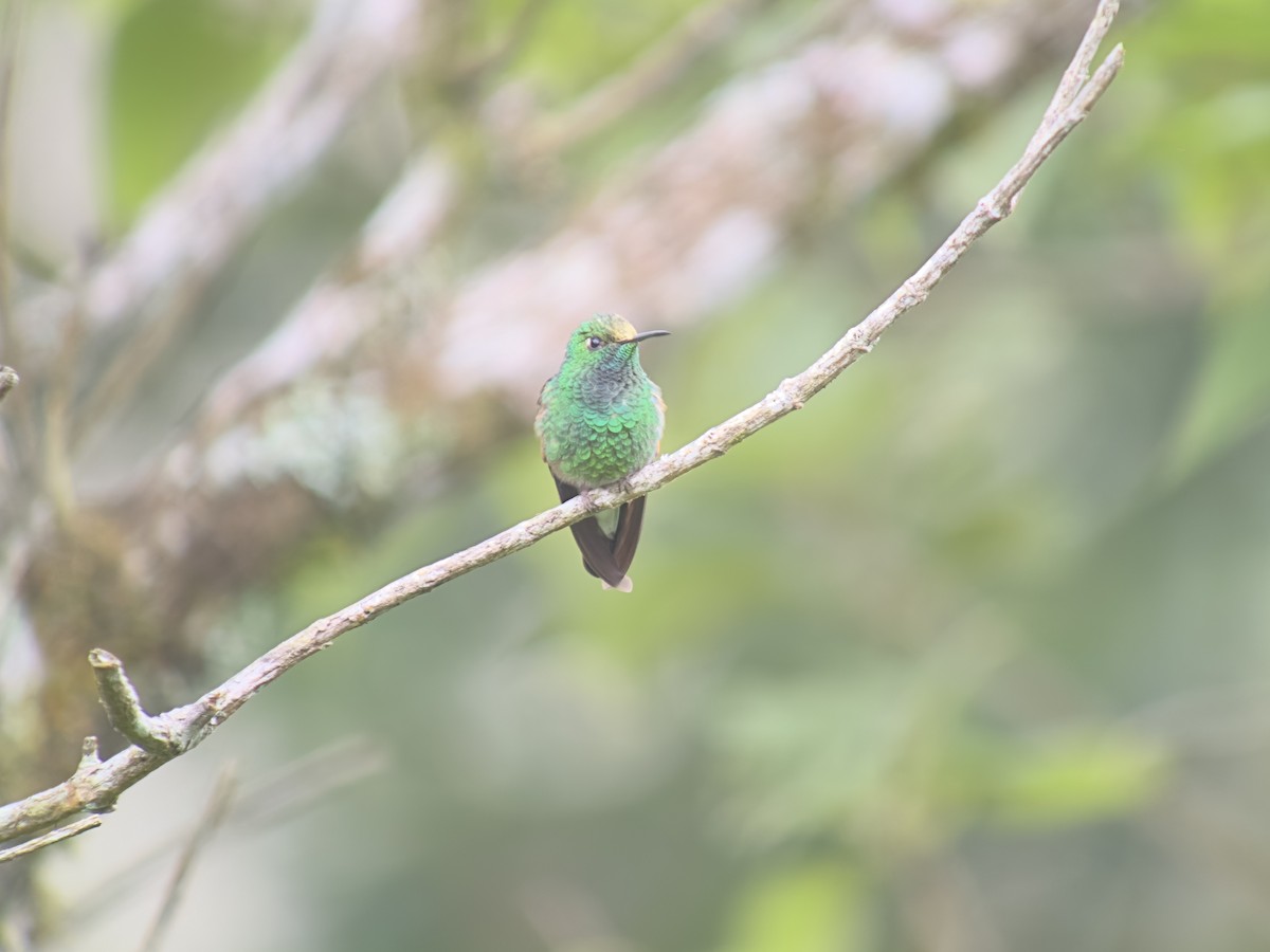 Stripe-tailed Hummingbird - ML626207684