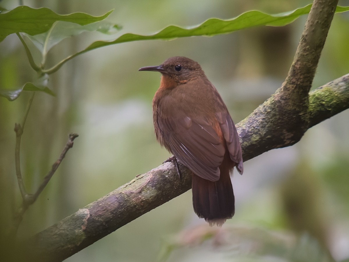 Middle American Leaftosser - ML626207784