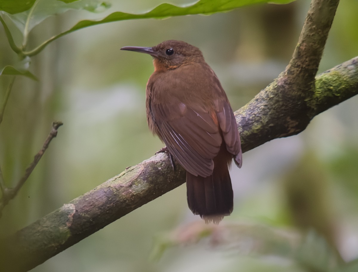 Middle American Leaftosser - ML626207785