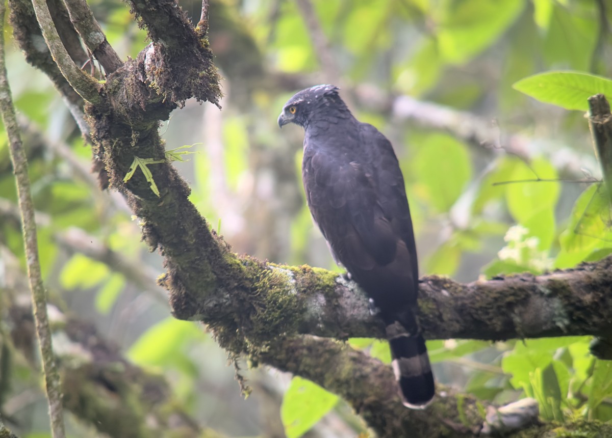 Black Hawk-Eagle - ML626208026