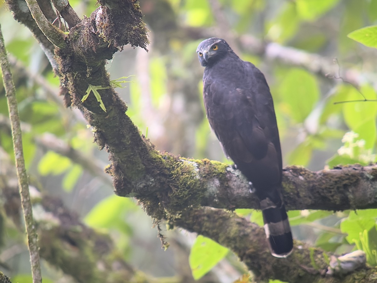 Black Hawk-Eagle - ML626208027