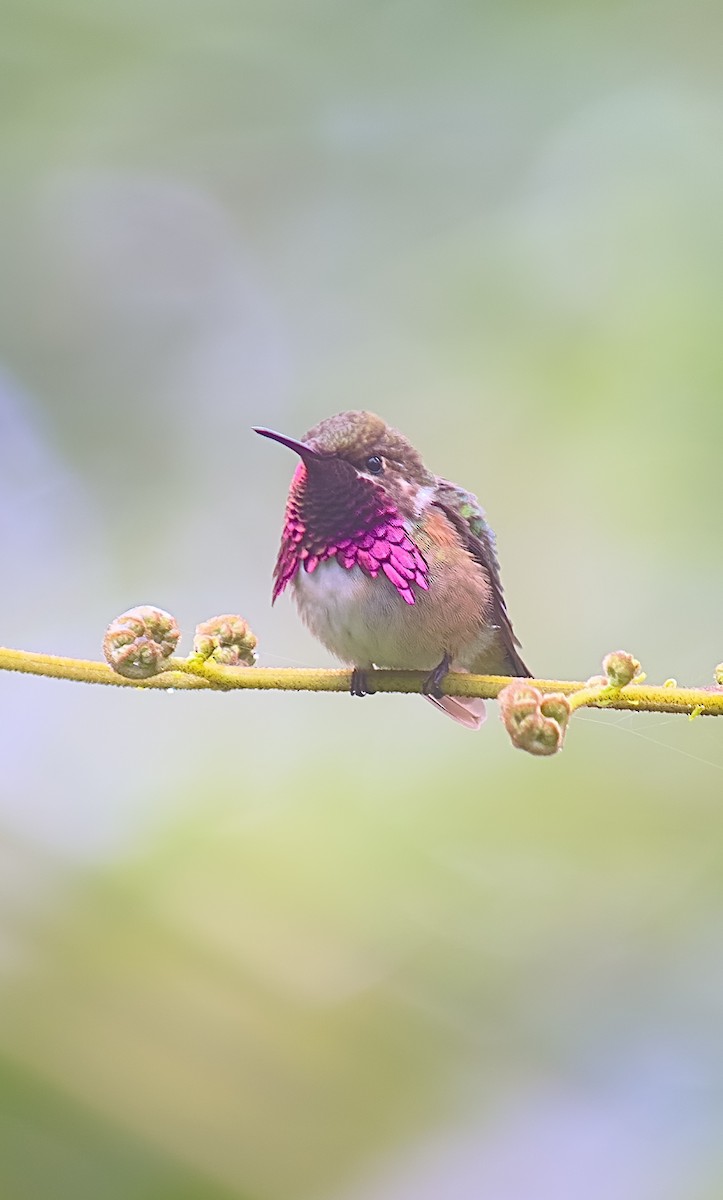 Wine-throated Hummingbird - ML626208057