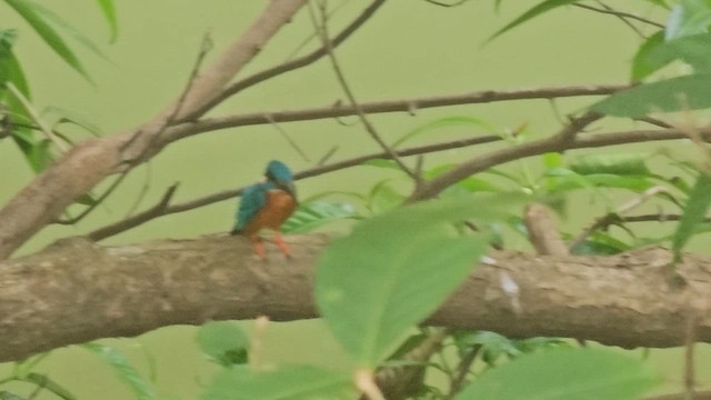 Common Kingfisher - ML626208118