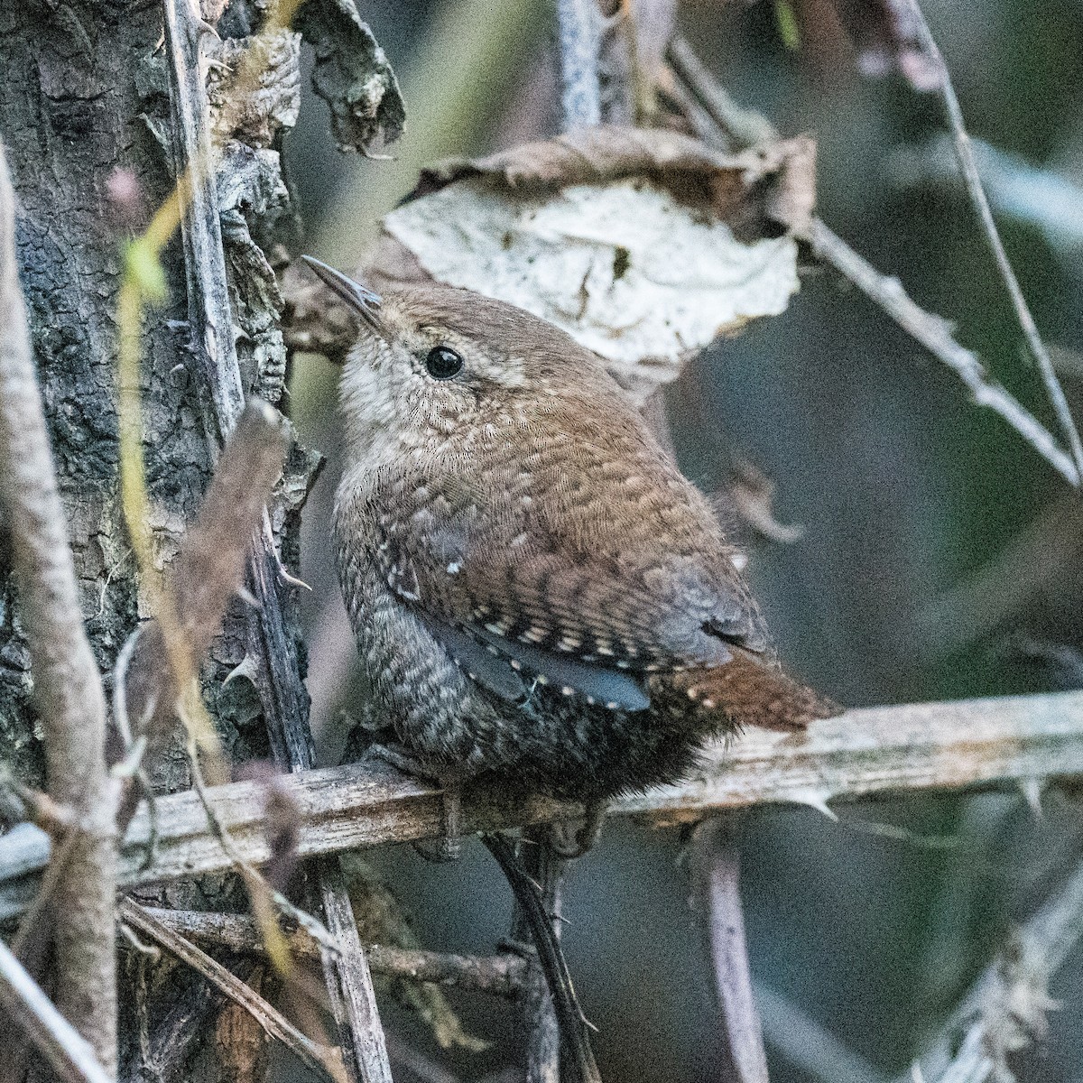 Winter Wren - ML626208135