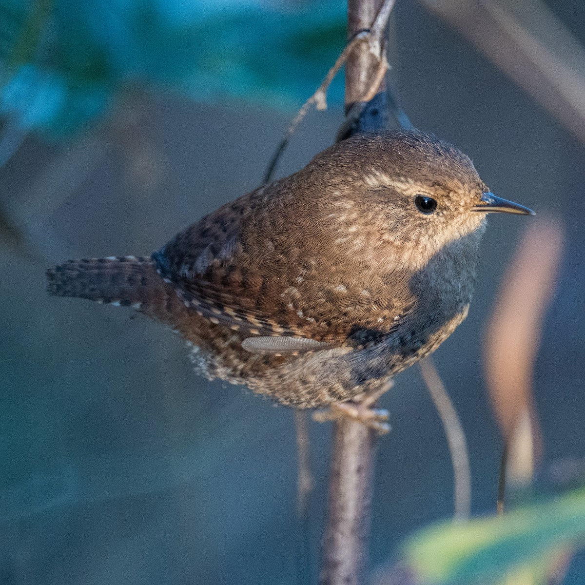 Winter Wren - ML626208136
