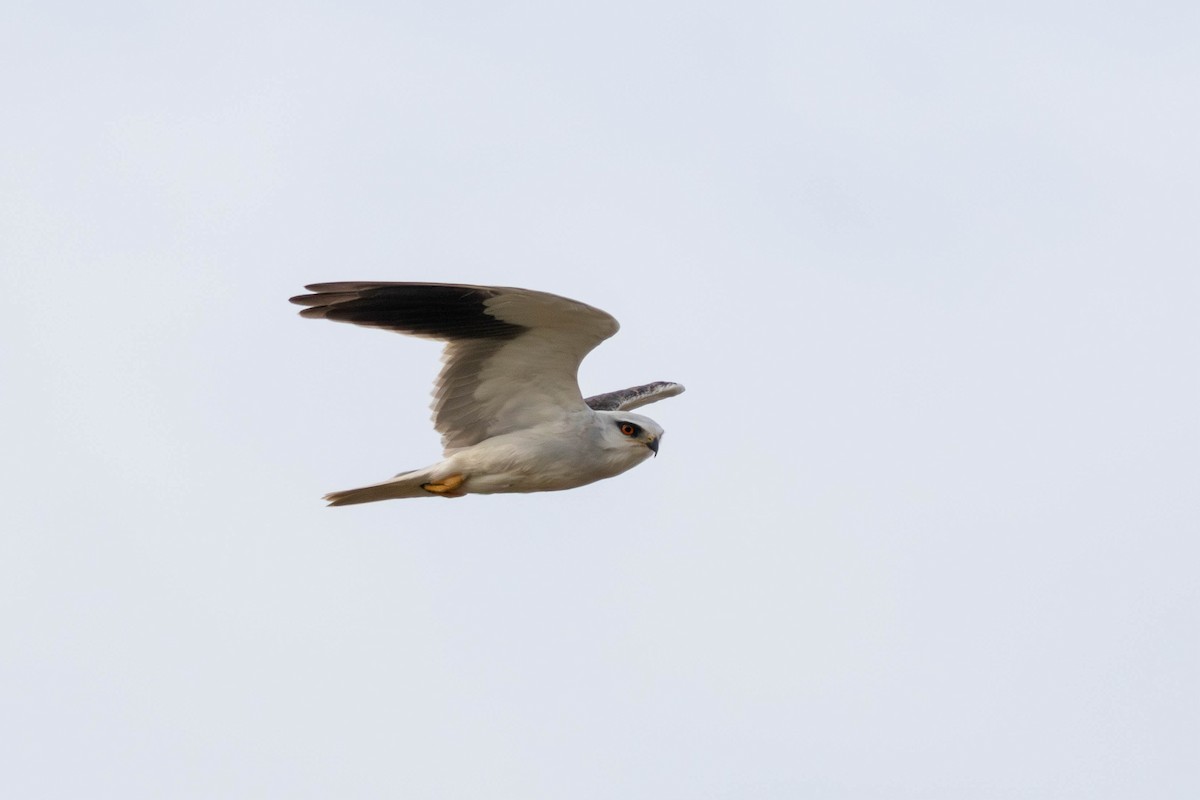 Black-winged Kite - 任謙 黃