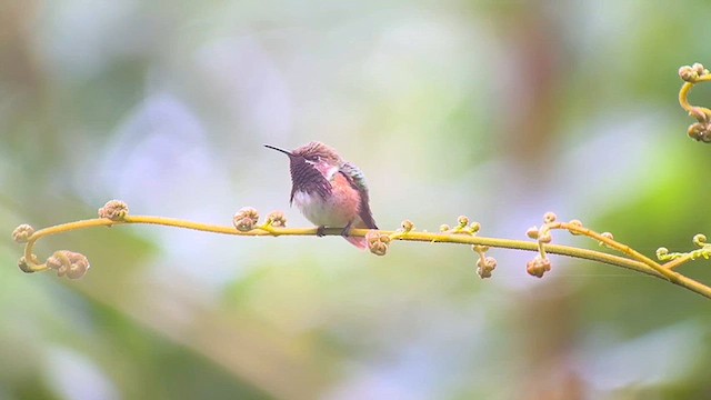 Wine-throated Hummingbird - ML626208553