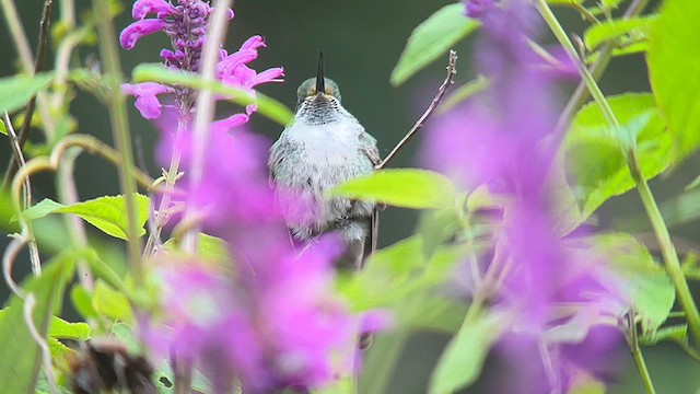 Green-throated Mountain-gem - ML626208564