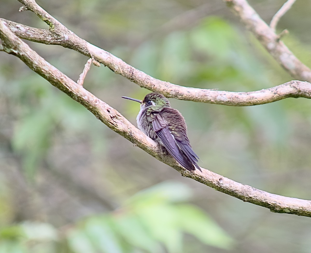 Green-throated Mountain-gem - ML626208584