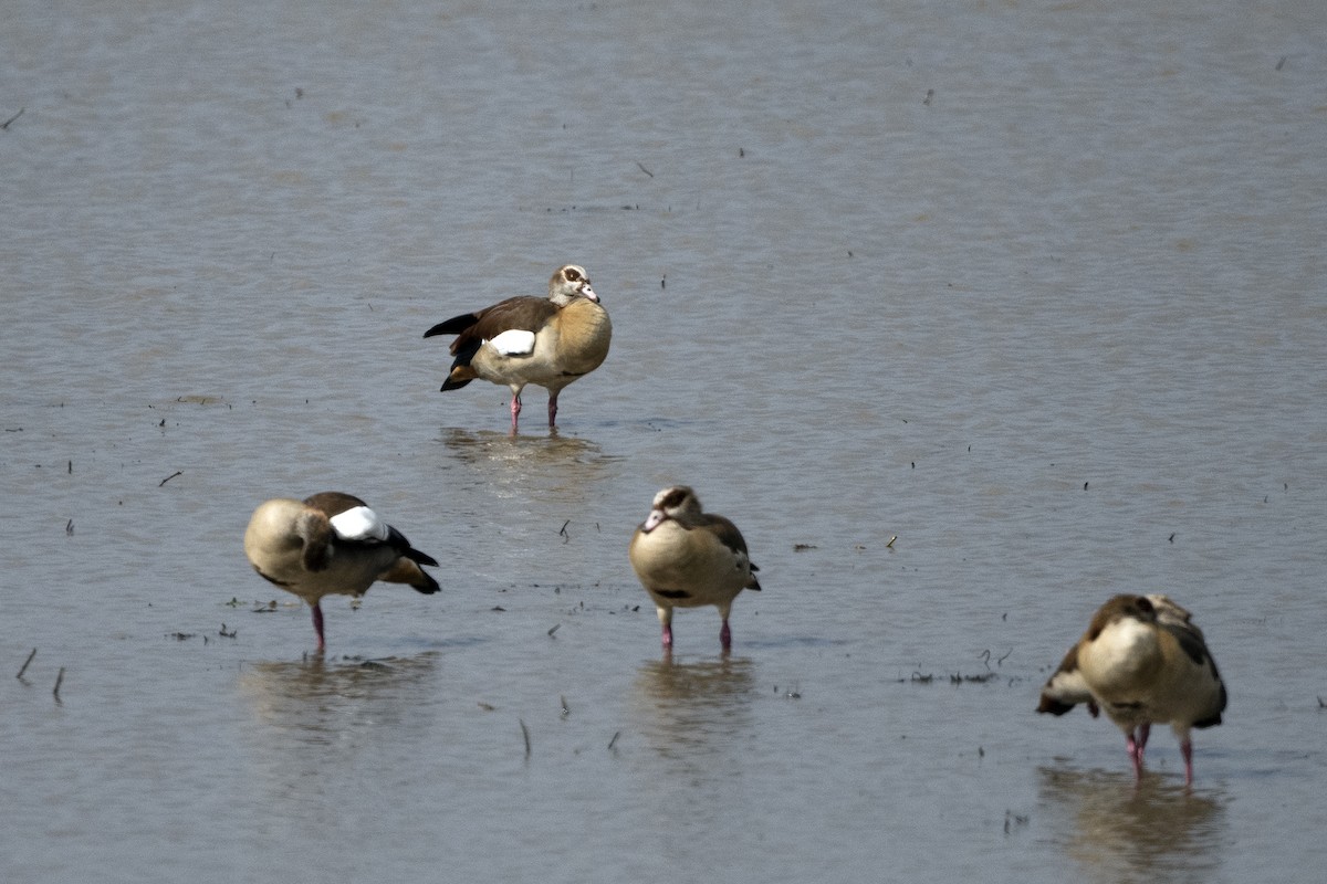 Egyptian Goose - ML626208596