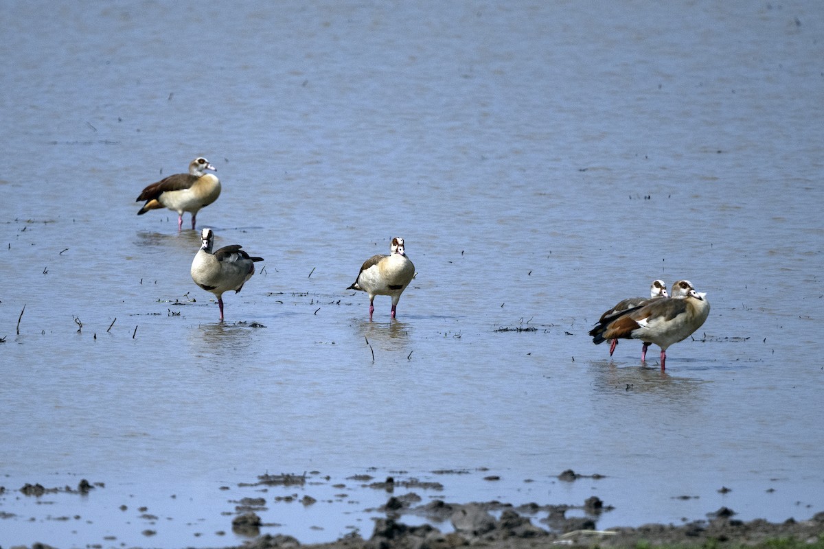 Egyptian Goose - ML626208597