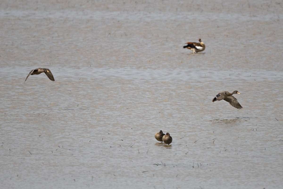 Yellow-billed Duck - ML626208602