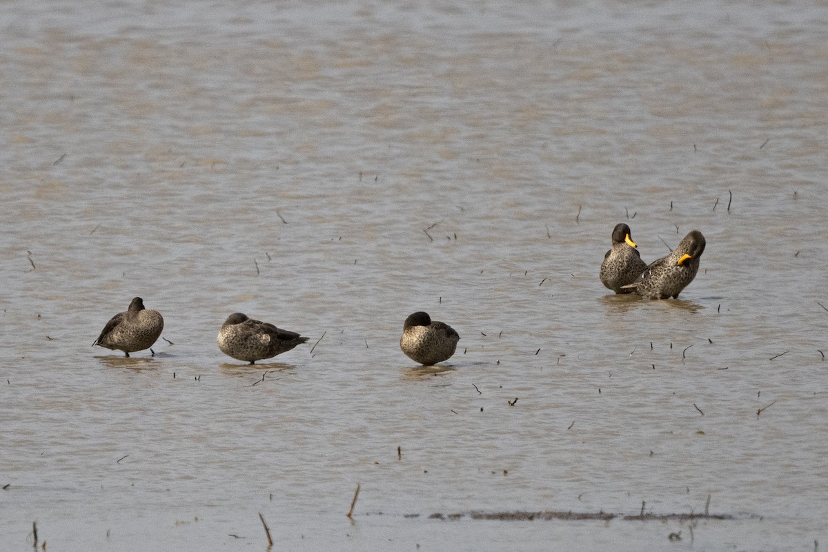 Yellow-billed Duck - ML626208603