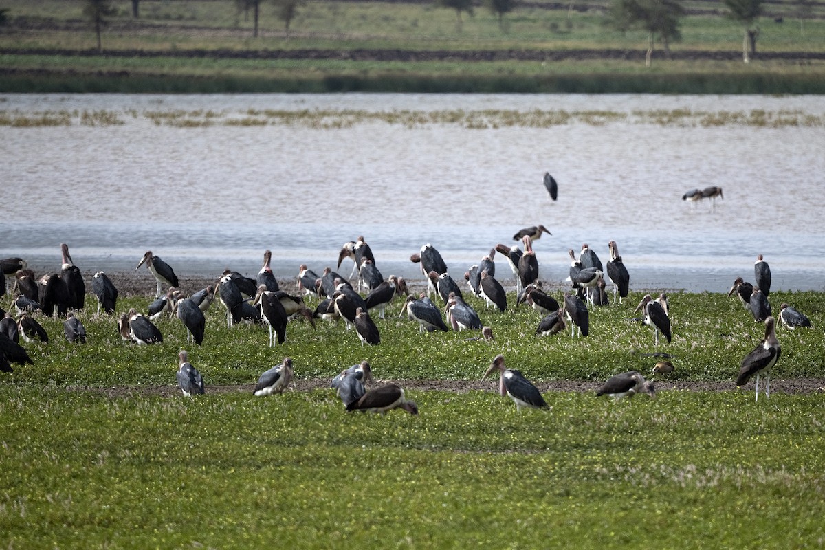 Marabou Stork - ML626208625