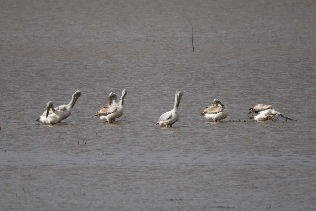 Pink-backed Pelican - ML626208631