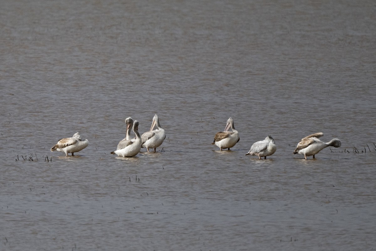 Pink-backed Pelican - ML626208632