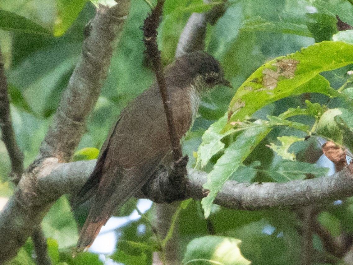 kukačka ametystová - ML626208764