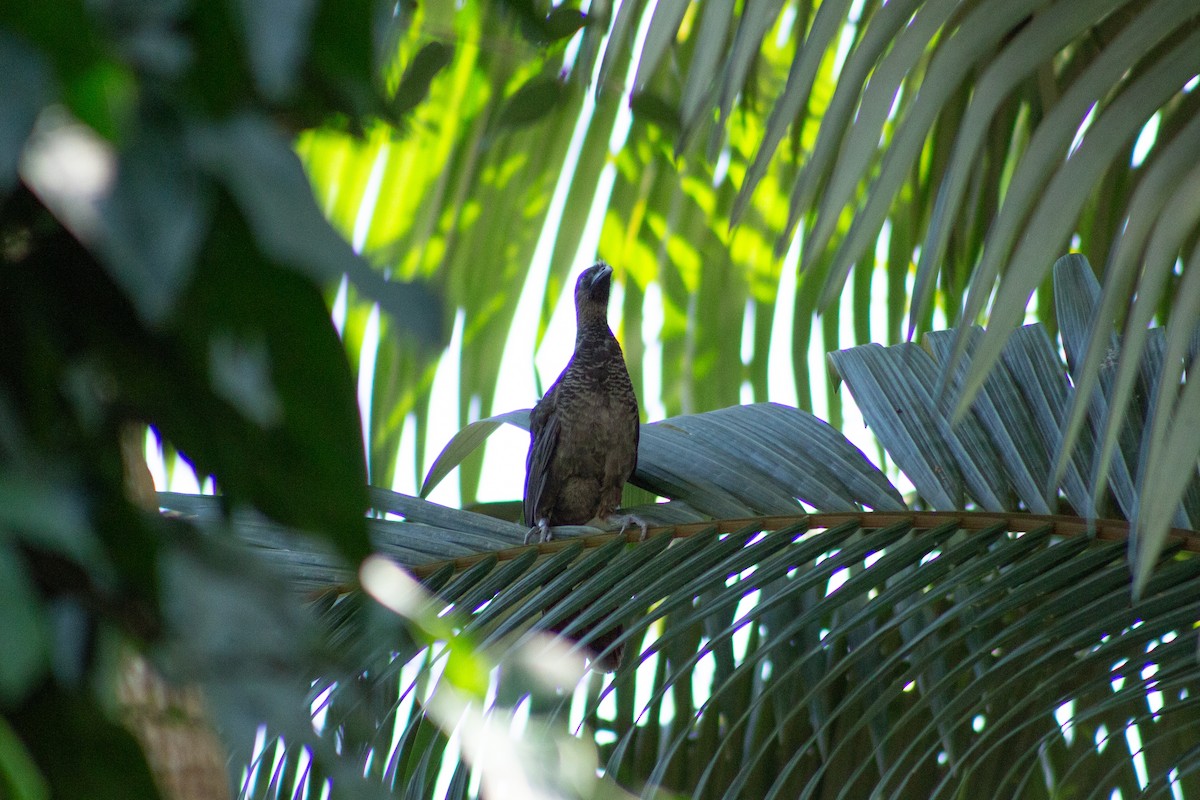 Scaled Chachalaca - ML626208794