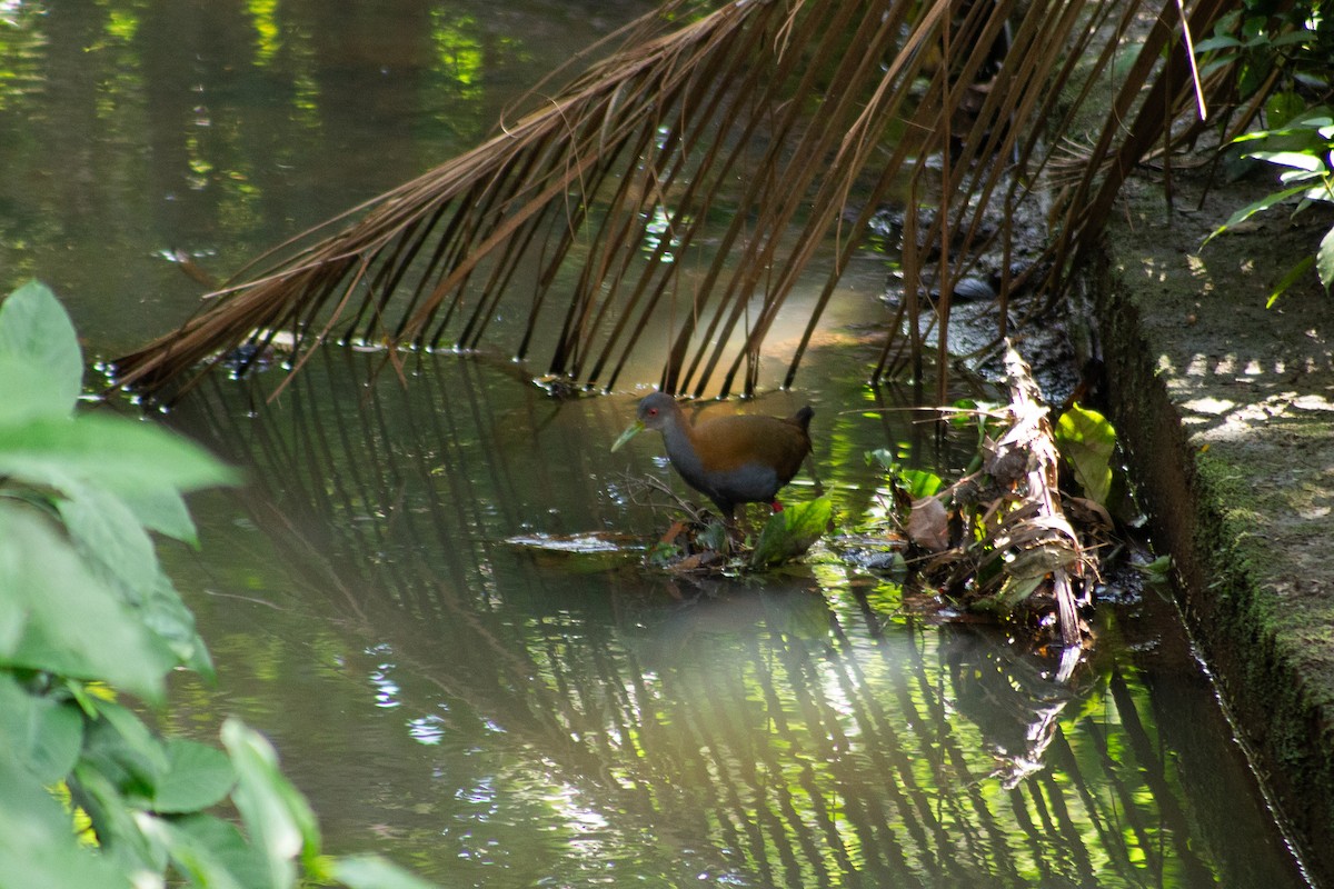 Slaty-breasted Wood-Rail - ML626208802