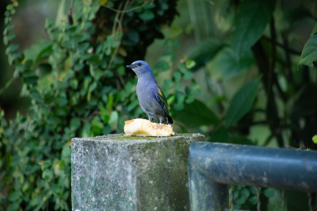 Golden-chevroned Tanager - ML626208813