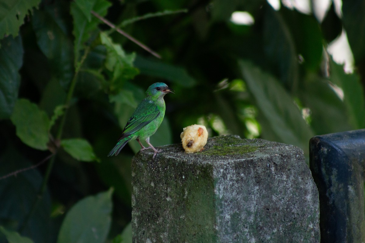 Blue Dacnis - ML626208818
