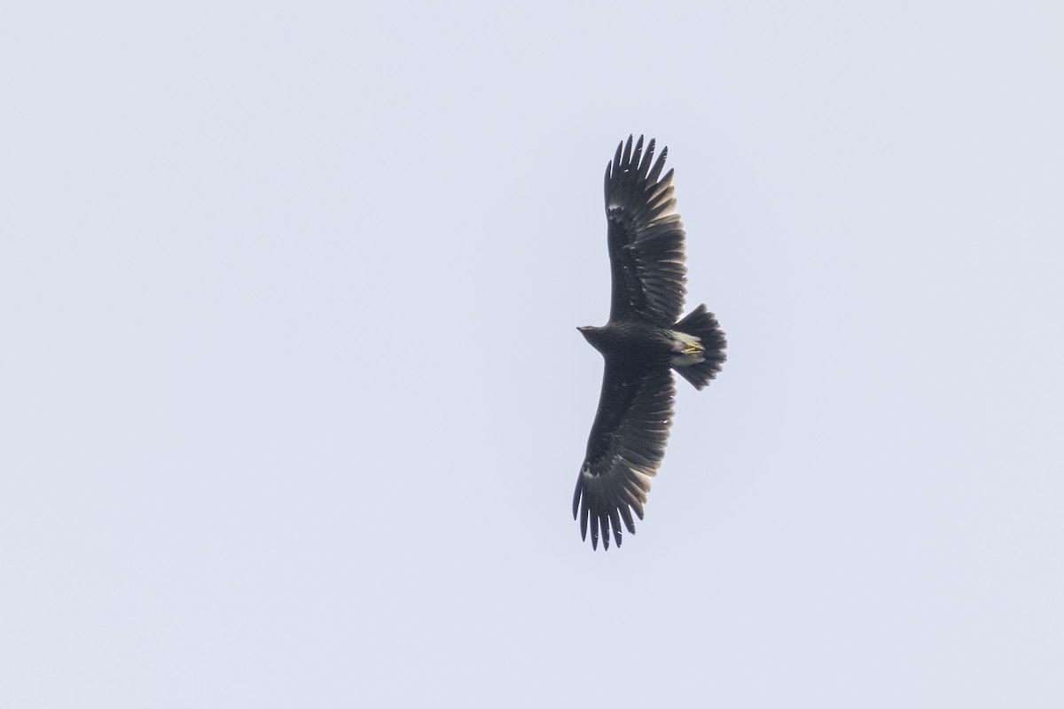 Greater Spotted Eagle - ML626208840
