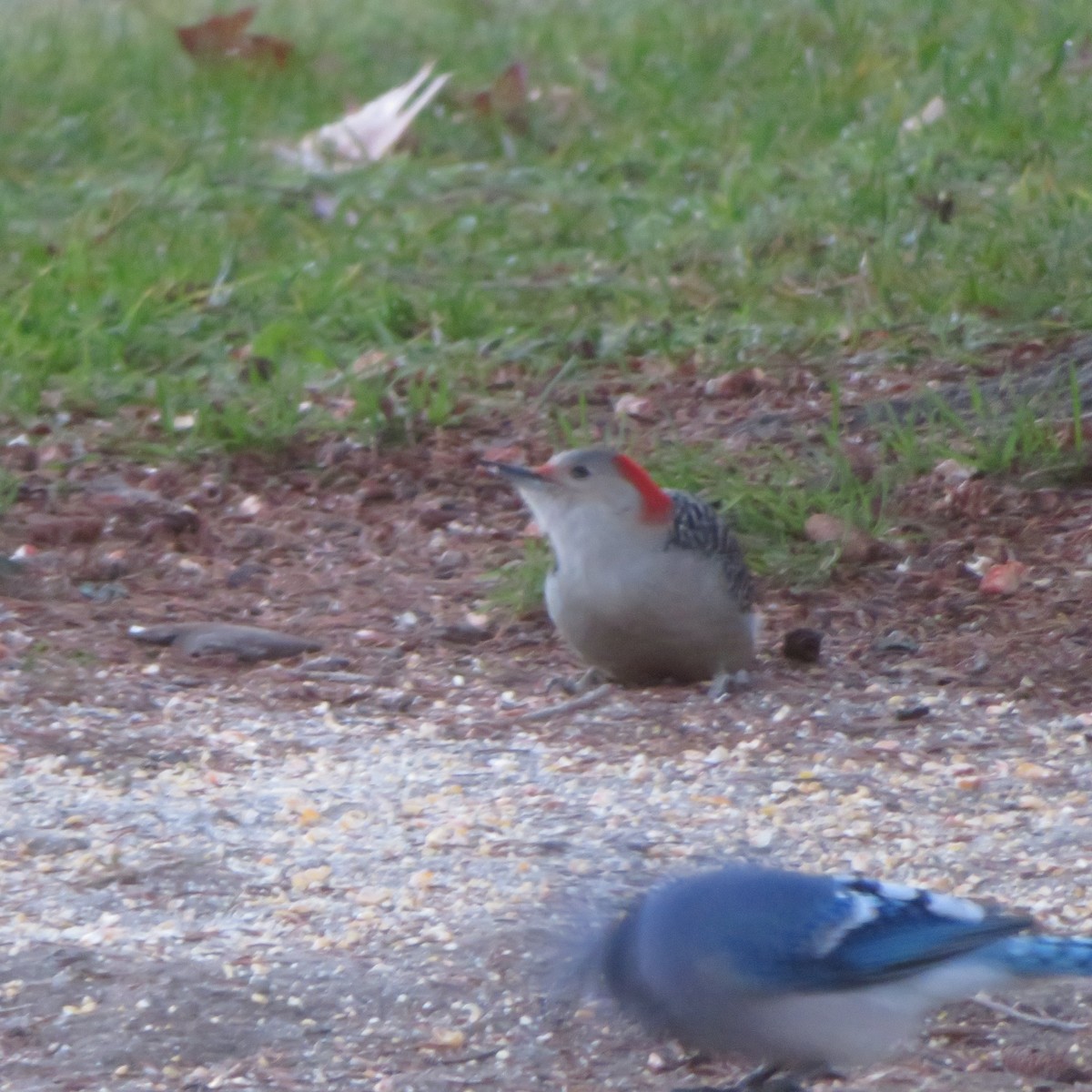 Red-bellied Woodpecker - ML626208866