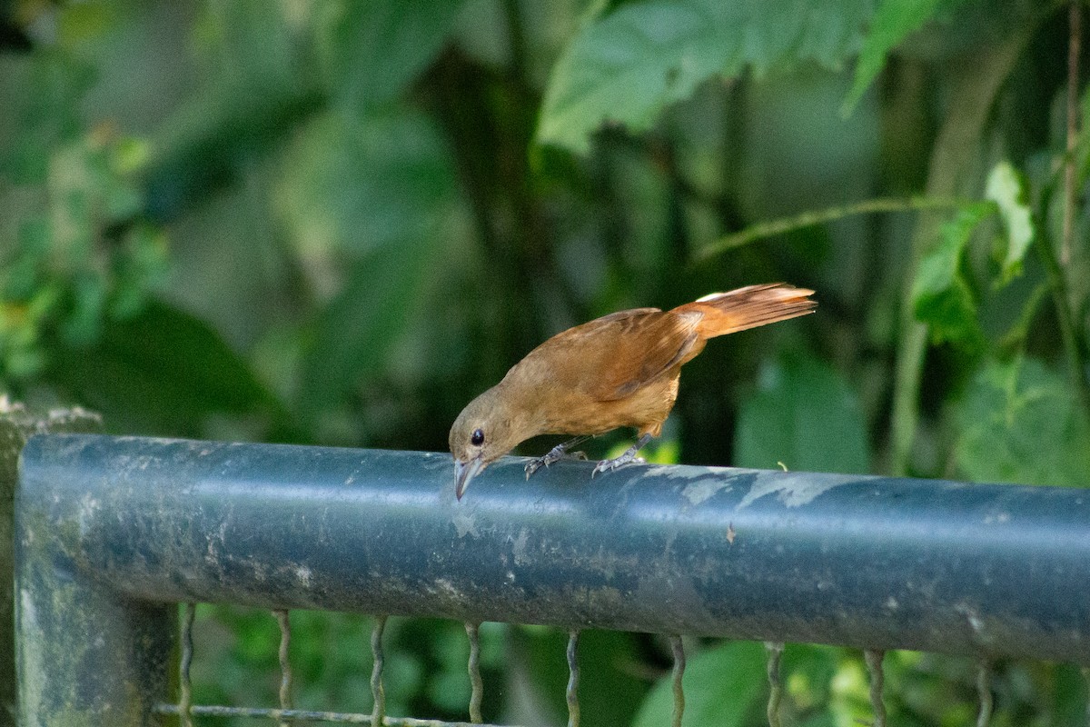 Ruby-crowned Tanager - ML626208905