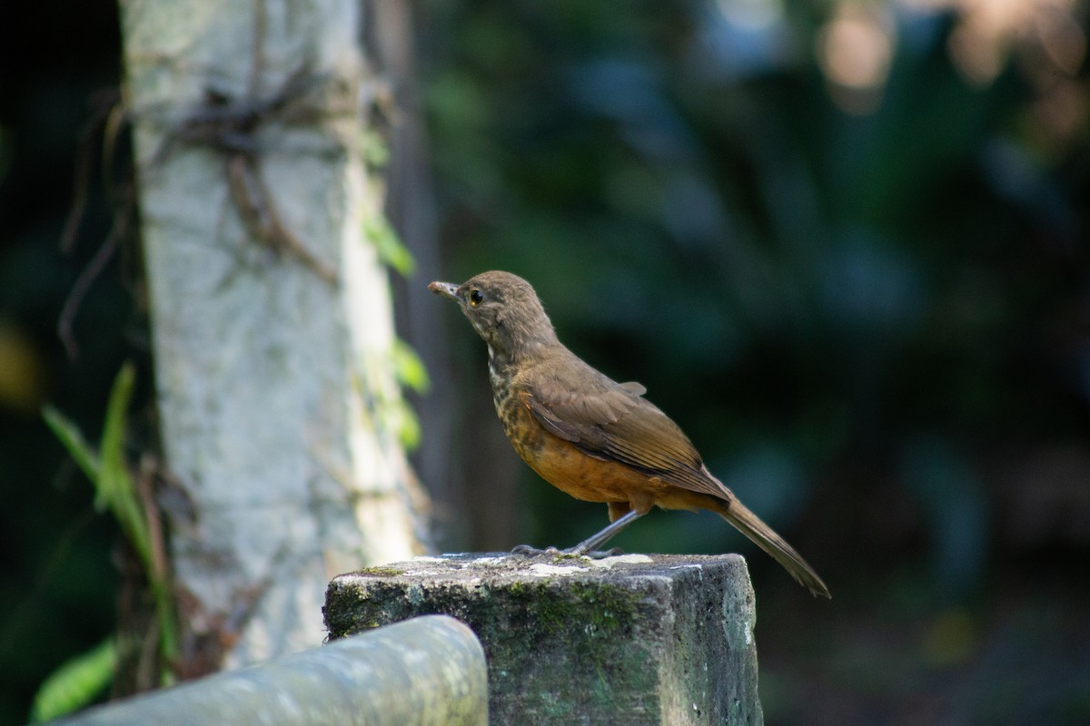 Rufous-bellied Thrush - ML626208912