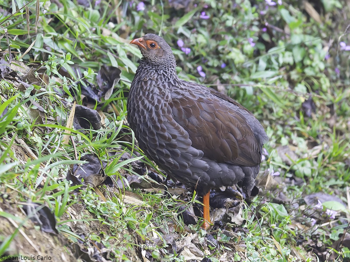 Handsome Spurfowl - ML626208914