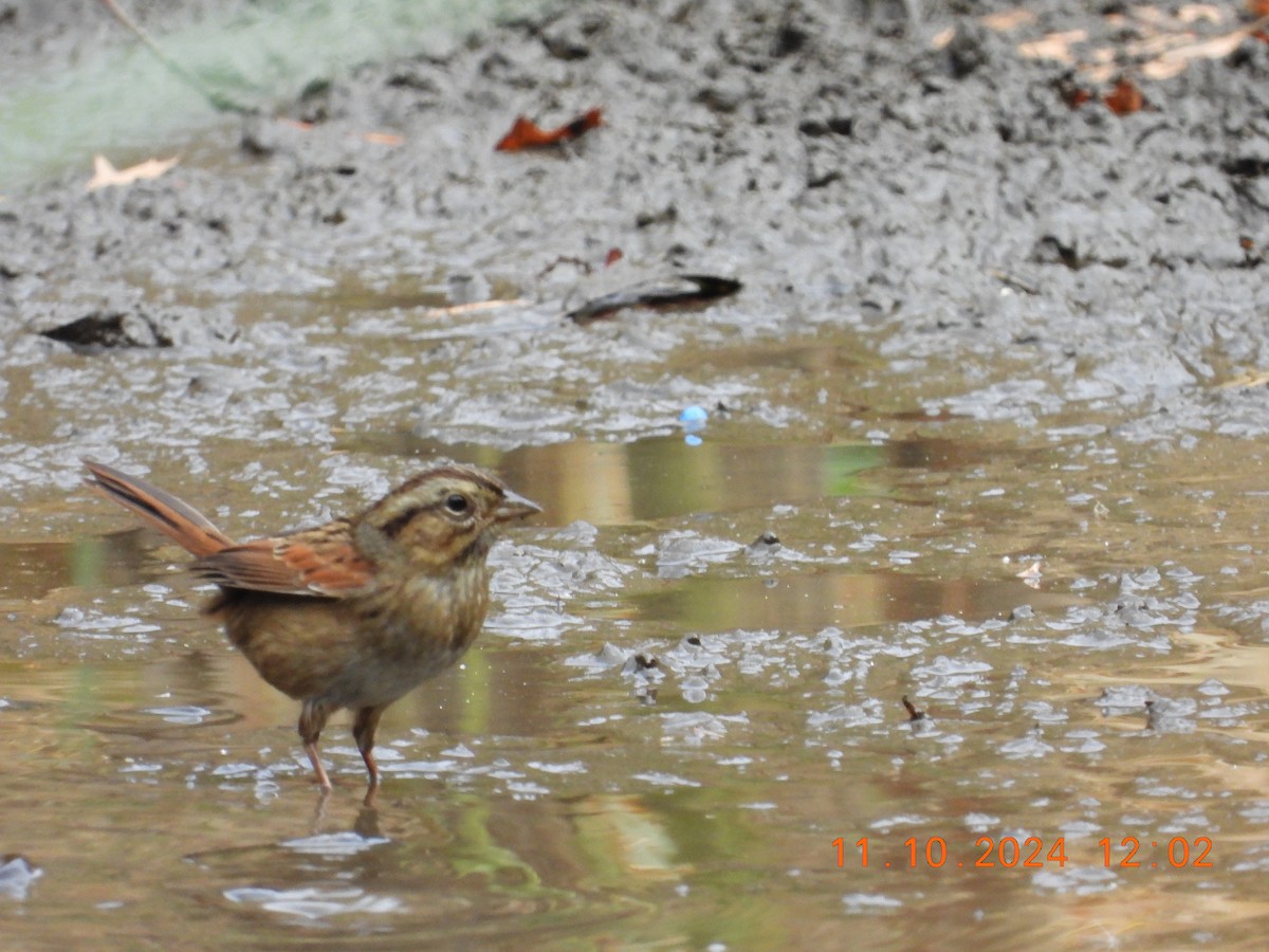 Swamp Sparrow - ML626208960