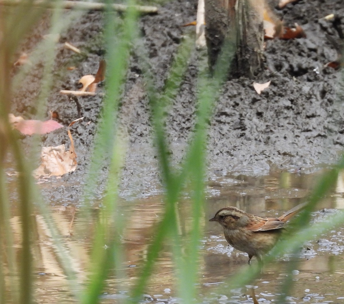 Swamp Sparrow - ML626208962