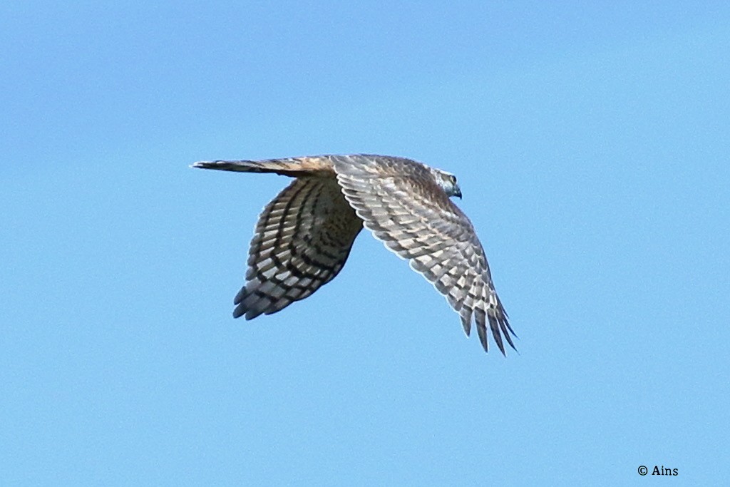 Eurasian Sparrowhawk - ML626209087