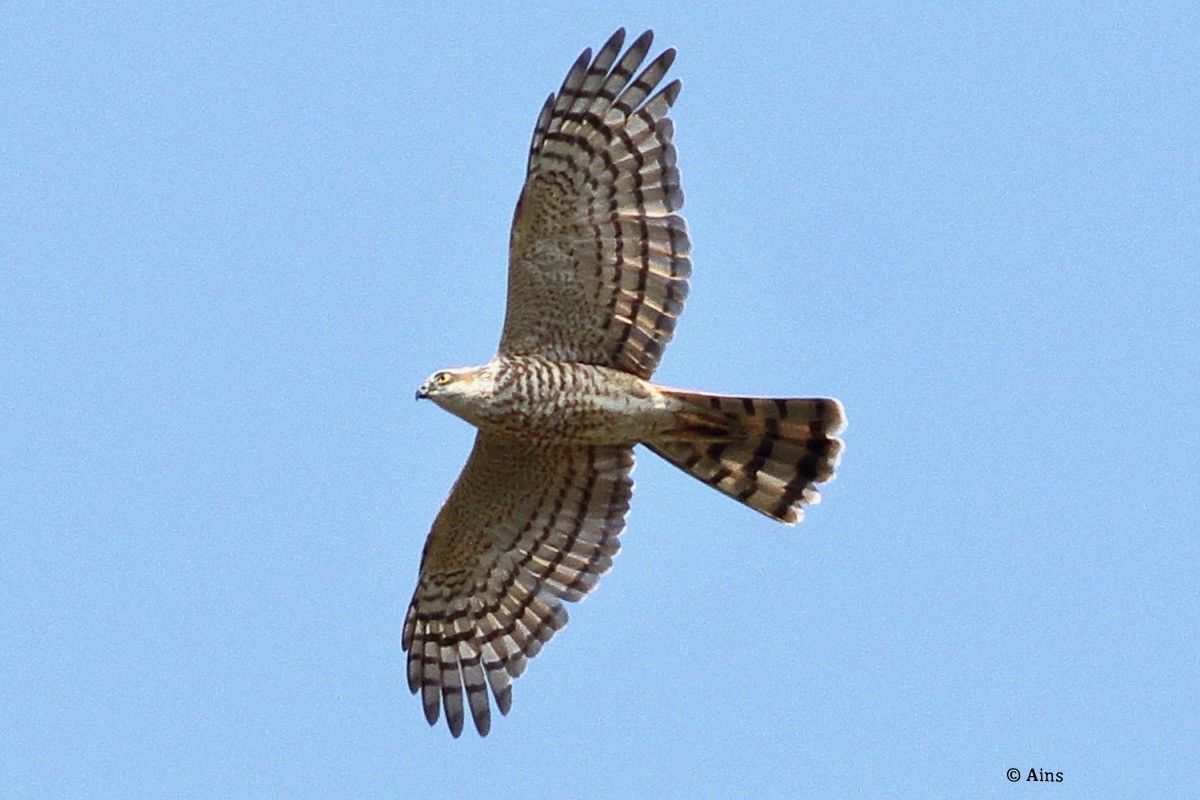 Eurasian Sparrowhawk - ML626209088