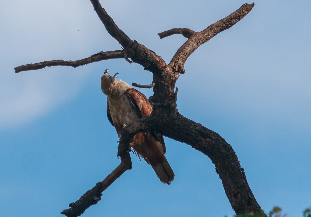 Brahminy Kite - ML626209162