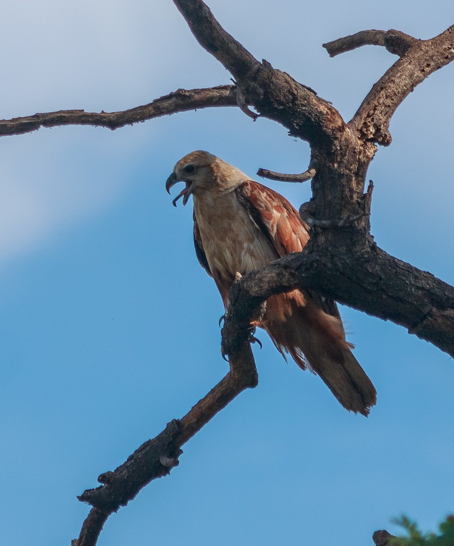 Brahminy Kite - ML626209163